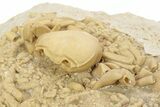 Fossil Crab (Potamon) Preserved in Travertine - Turkey #230626-1